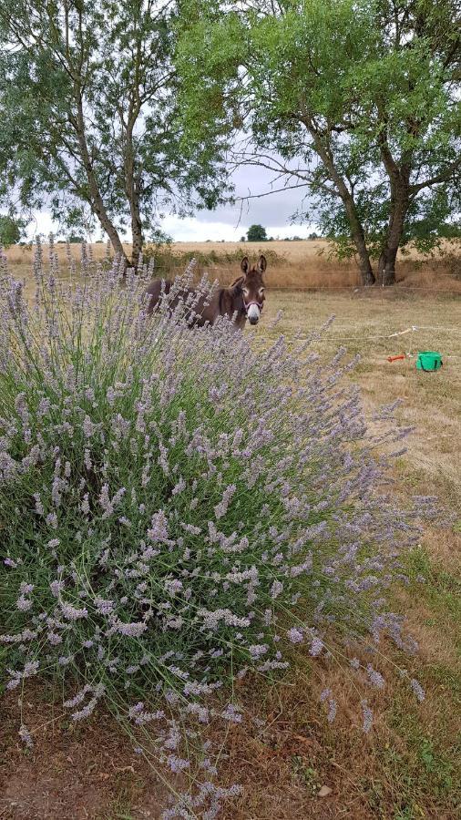 Camping La Petite Houmee Curzay-sur-Vonne Extérieur photo